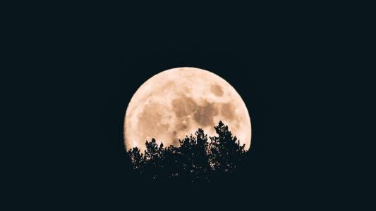 The silhouette of a tree against the full moon.