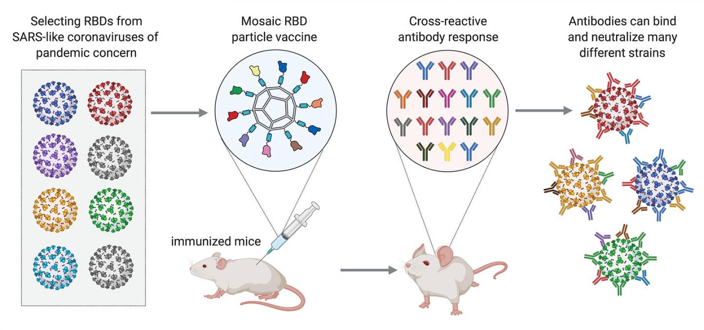 A diagram showing how CalTech's universal coronavirus vaccine works